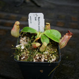 Nepenthes peltata x lowii