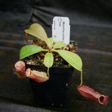 Nepenthes peltata x lowii