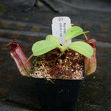 Nepenthes peltata x lowii