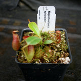 Nepenthes lowii x ephippiata