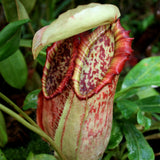 Nepenthes northiana