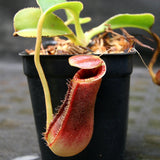 Nepenthes lowii Trusmadi