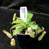 Nepenthes northiana