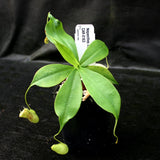 Nepenthes northiana