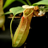 Nepenthes northiana