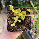 Venus Flytrap-Dionaea muscipula 'Freaky Star'