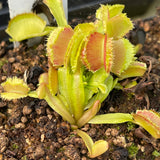 Venus Flytrap-Dionaea muscipula 'Freaky Star'