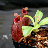 Nepenthes x Trusmadiensis x aristolochioides