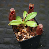 Nepenthes x Trusmadiensis x aristolochioides