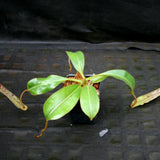 Nepenthes epiphytica x mollis