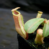 Nepenthes [(Rokko x boschiana) x veitchii] x veitchii "The Wave", CAR-0271