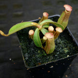 Nepenthes [(Rokko x boschiana) x veitchii] x veitchii "The Wave", CAR-0271