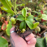 Nepenthes northiana x truncata, CAR-0468