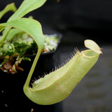 Nepenthes sumatrana