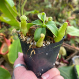 Nepenthes northiana x truncata, CAR-0468