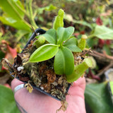 Nepenthes northiana x truncata, CAR-0468