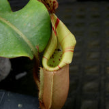 Nepenthes veitchii Maliau Basin