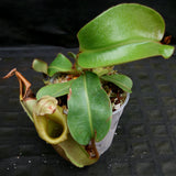 Nepenthes veitchii Maliau Basin