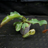 Nepenthes veitchii Maliau Basin