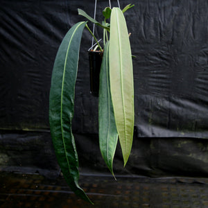 Anthurium vittarifolium