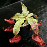 Nepenthes mirabilis var. globosa x (mirabilis var. globosa x ampullaria Black Miracle), CAR-0157