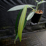 Anthurium vittarifolium