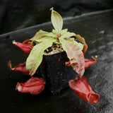 Nepenthes mirabilis var. globosa x (mirabilis var. globosa x ampullaria Black Miracle), CAR-0157