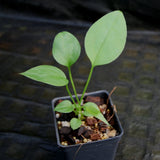 Anthurium vittarifolium