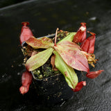 Nepenthes mirabilis var. globosa x (mirabilis var. globosa x ampullaria Black Miracle), CAR-0157