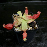 Nepenthes mirabilis var. globosa x (mirabilis var. globosa x ampullaria Black Miracle), CAR-0157