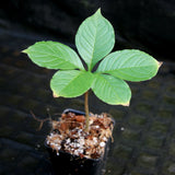 Amorphophallus konjac, Corpse Flower, Voodoo Lily