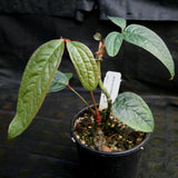 Anthurium arisaemoides