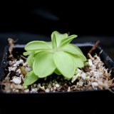 Pinguicula 'Seductora' Butterwort