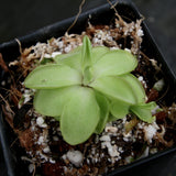 Pinguicula 'Seductora' Butterwort