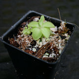 Pinguicula 'Seductora' Butterwort