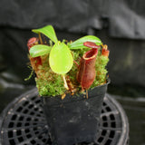 Nepenthes muluensis x lowii, BE-3128