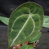 Anthurium forgetii (silver) X, CAR-0276