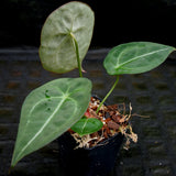 Anthurium forgetii (silver) X, CAR-0276