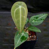 Anthurium forgetii (silver) X, CAR-0276