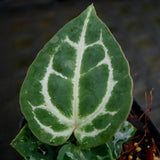 Anthurium crystallinum "Dark" x red crystallinum - NSE1, CAR-0273