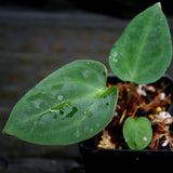 Anthurium forgetii Dark x papillilaminum SC2, CAR-0274