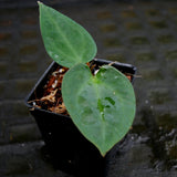 Anthurium forgetii Dark x papillilaminum SC2, CAR-0274