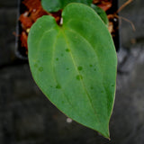 Anthurium papillilaminum (SC1 x SC2), CAR-0272