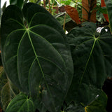 Anthurium papillilaminum (SC1 x SC2), CAR-0272