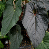 Anthurium moodeanum, CAR-0275