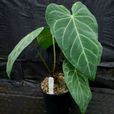 Anthurium magnificum - Exact Plant