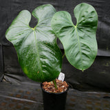 Anthurium folsomanium 'Bonita'