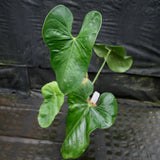 Anthurium folsomanium 'Bonita'