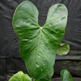 Anthurium folsomanium 'Bonita'