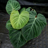 Philodendron verrucosum "Queen of Hearts" (Tico Blues)